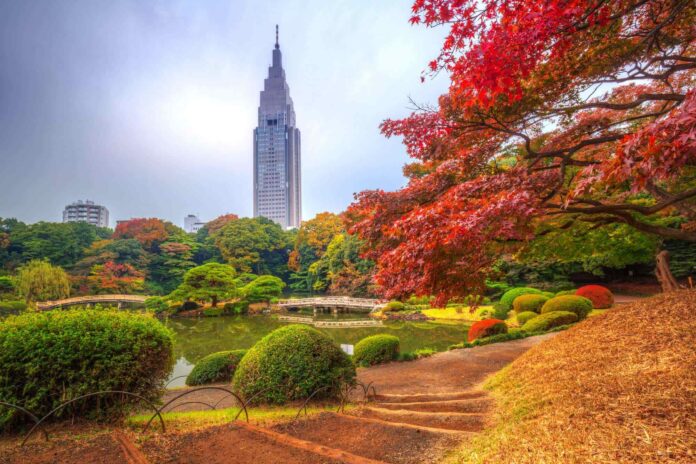 Công viên Vườn Quốc gia Shinjuku Gyoen (Ảnh: Internet)