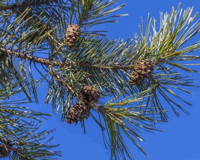 Tinh dầu gỗ tuyết tùng là gì?