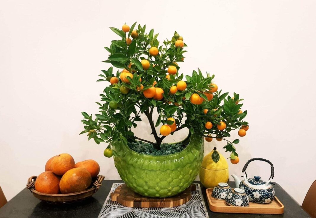 Trồng ngay 7 cây cảnh phong thủy này để thu hút may mắn và năng lượng tích cực Trồng ngay 7 cây cảnh phong thủy này để thu hút may mắn và năng lượng tích cực