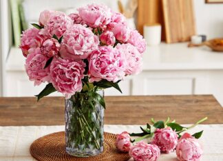 Hoa và phong thủy: 5 loài hoa đẹp mang năng lượng tích cực cho tổ ấm Hoa và phong thủy
