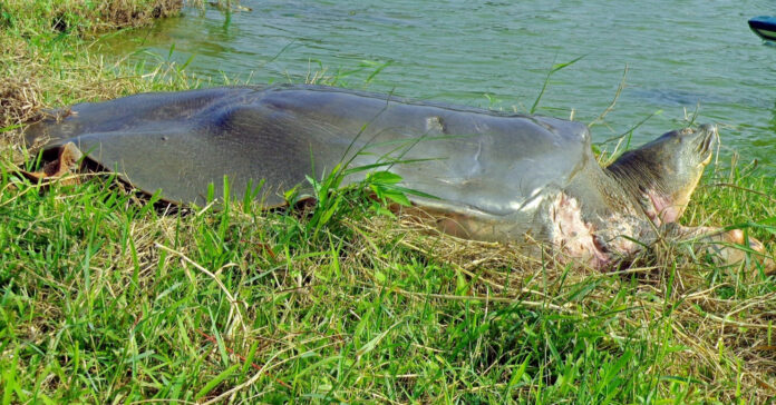 Rùa Hoàn Kiếm – Huyền thoại sống của hồ nước linh thiêng (Nguồn: Internet) Rùa Hoàn Kiếm – Huyền thoại sống của hồ nước linh thiêng (Nguồn: Internet)