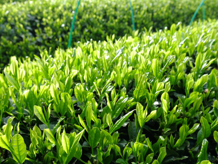 Shincha là những lá trà non và mềm nhất của cây trà (Ảnh: Internet)