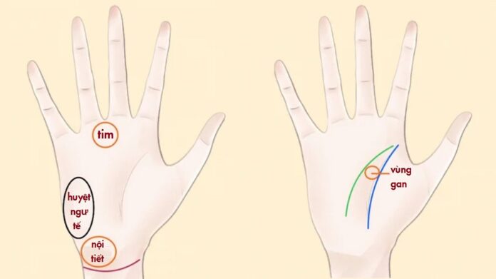 Xem đường chỉ tay khám sức khỏe