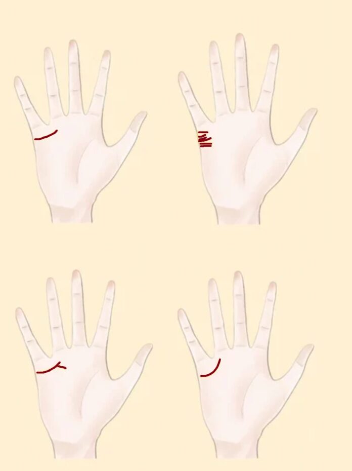 Xem bói đường chỉ tay tổng quát cho người mới (Ảnh: Internet)