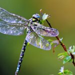 Ý nghĩa của chuồn chuồn trong phong thủy: Biểu tượng may mắn và sự chuyển mình Ý nghĩa của chuồn chuồn trong phong thủy