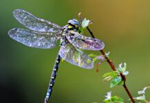 Ý nghĩa của chuồn chuồn trong phong thủy