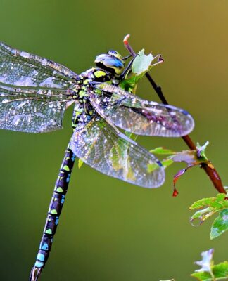 Ý nghĩa của chuồn chuồn trong phong thủy