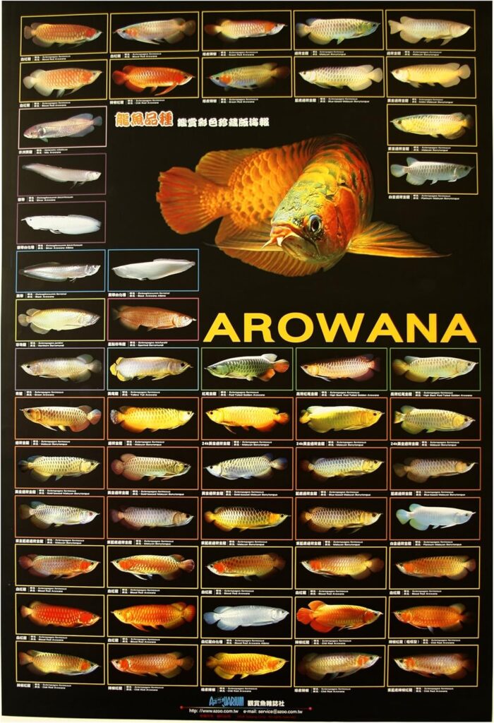 Cá rồng trong phong thủy: Biểu tượng may mắn và thịnh vượng biểu tượng cá rồng Cá rồng trong phong thủy điều kiện nuôi cá rồng giải pháp màu sắc may mắn nuôi cá rồng phong thủy Số lượng cá rồng trong phong thủy Tài lộc thịnh vượng vận may vật phẩm phong thủy Vị trí Vị trí đặt bể cá rồng theo phong thủy ý nghĩa