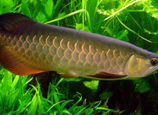 Cá rồng trong phong thủy: Biểu tượng may mắn và thịnh vượng Cá rồng