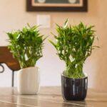 Cách sử dụng cây trúc phát tài mang lại may mắn, hạnh phúc & tài lộc