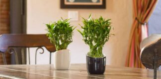 Góc phong thủy: Cách sử dụng cây trúc phát tài mang lại may mắn, hạnh phúc & tài lộc Cách sử dụng cây trúc phát tài mang lại may mắn, hạnh phúc & tài lộc