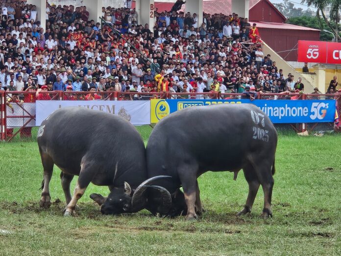 Pha "chọi" ngang tài ngang sức.