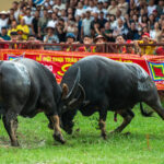 Hoà mình vào Lễ hội Chọi trâu Đồ Sơn 2025: nghi lễ văn minh, an toàn và giàu bản sắc Màn chọi trâu đầu tiên chính thức khởi động.