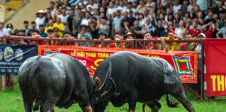 Hoà mình vào Lễ hội Chọi trâu Đồ Sơn 2025: nghi lễ văn minh, an toàn và giàu bản sắc Màn chọi trâu đầu tiên chính thức khởi động.
