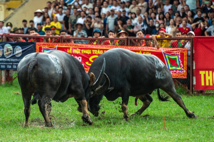 Màn chọi trâu đầu tiên chính thức khởi động.