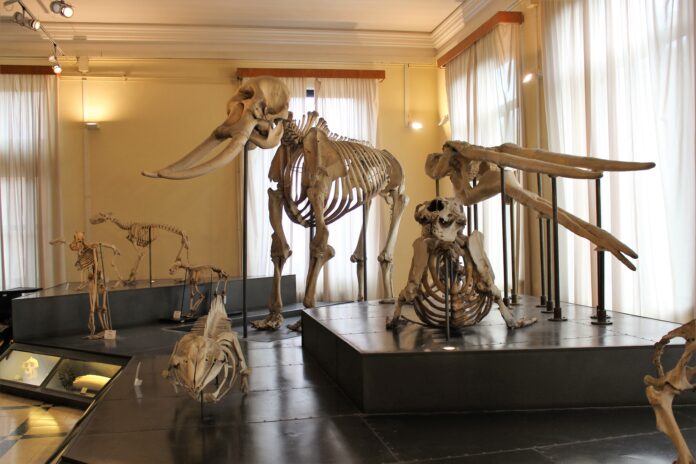 Museo Civico di Zoologia (Ảnh: Internet)