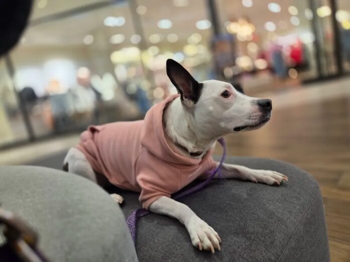 Một số ảnh chụp từ Galaxy S25 Plus (Ảnh: Internet)