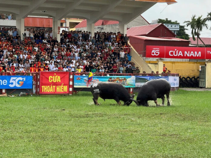 Trâu số 8 chiếm ưu thế, giành chiến thắng trong trận thứ 2