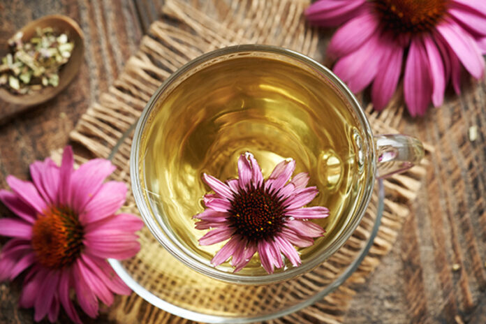 Các chiết xuất từ hoa Echinacea có khả năng làm dịu phản ứng viêm