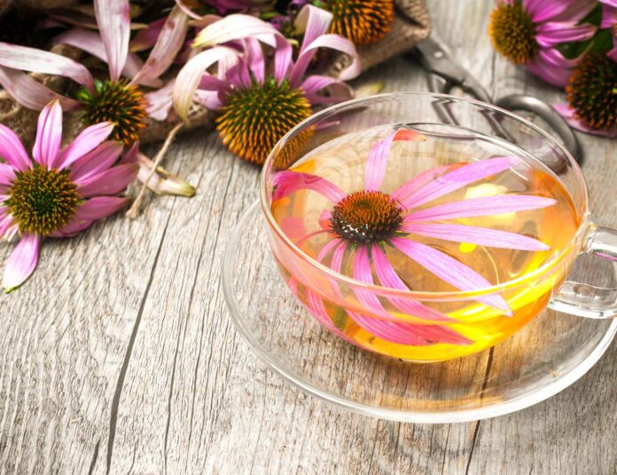 Trà Echinacea