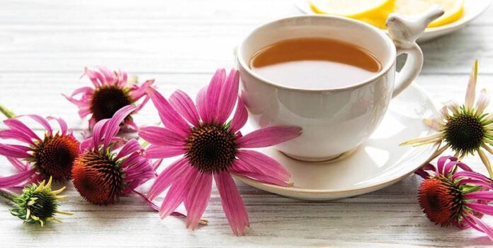 Trà hoa Echinacea có thể giúp bảo vệ gan bằng cách giảm viêm, hỗ trợ tái tạo tế bào và ngăn ngừa tổn thương do rượu hoặc viêm gan B
