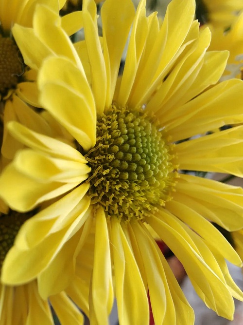 Ảnh chụp macro bằng điện thoại OnePlus 15 (Ảnh: Internet)