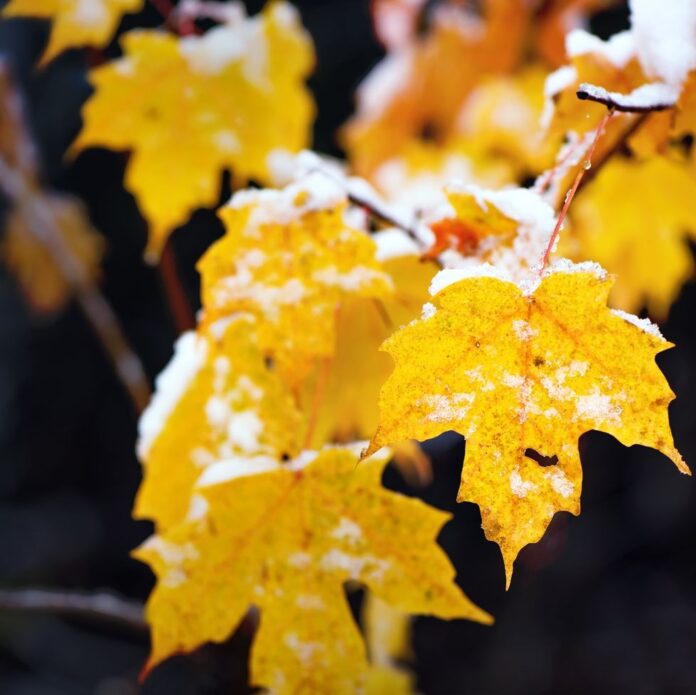 Mẹo cầu may mắn trong tiết Sương giáng