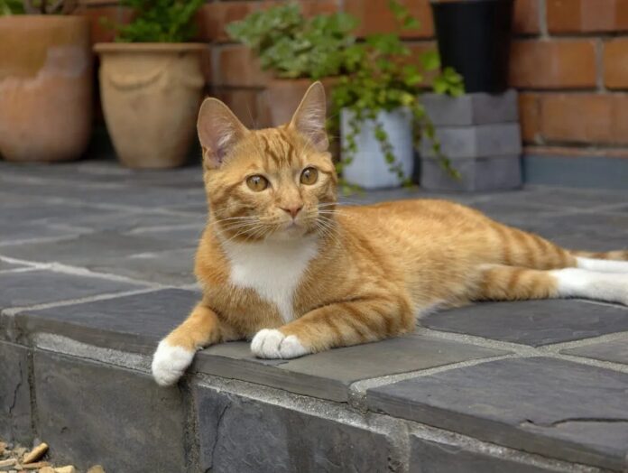 Ảnh chụp mèo độ nét mặc định 85mm bằng điện thoại vivo X300 Pro (Ảnh: Internet) Ảnh chụp mèo độ nét mặc định 85mm bằng điện thoại vivo X300 Pro (Ảnh: Internet)