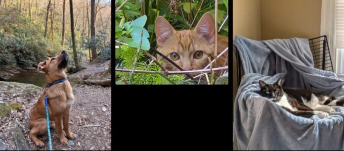 Ảnh được chụp bằng iPhone 16e, Galaxy S25 FE zoom 10x, Pixel 9a zoom 2x (Ảnh: Internet) Ảnh được chụp bằng iPhone 16e, Galaxy S25 FE zoom 10x, Pixel 9a zoom 2x (Ảnh: Internet)