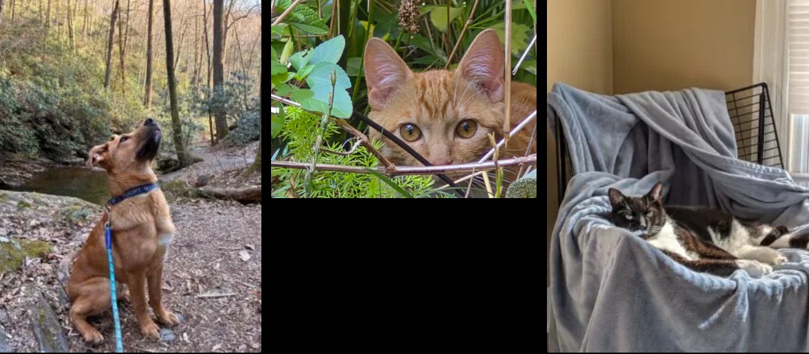 Ảnh được chụp bằng iPhone 16e, Galaxy S25 FE zoom 10x, Pixel 9a zoom 2x (Ảnh: Internet)