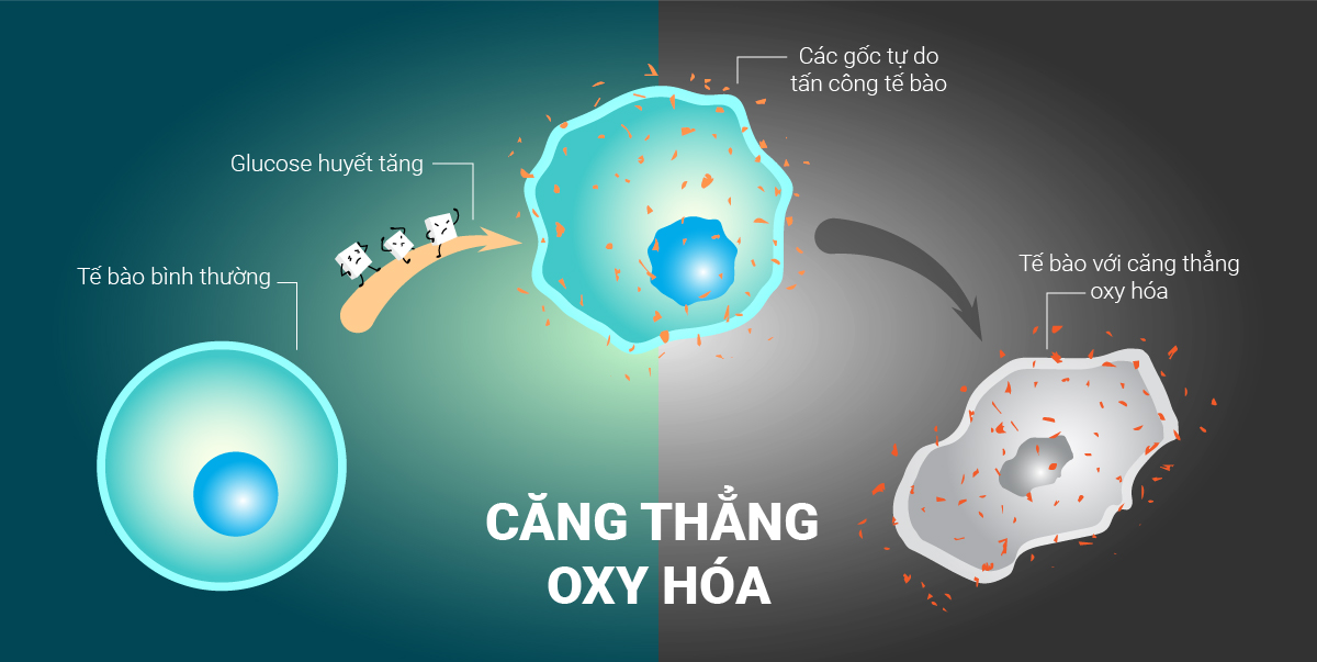 Kích hoạt stress Oxy hóa
