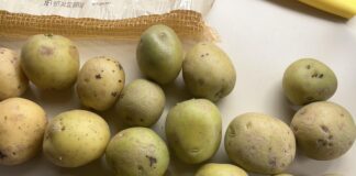 Khoai tây xanh có thể ăn được