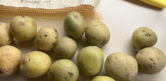 Khoai tây chuyển sang màu xanh: Có nên ăn hay cần bỏ đi? Khoai tây xanh có thể ăn được