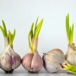 Tỏi mọc mầm có ăn được không? Tỏi nảy mầm có an toàn để ăn
