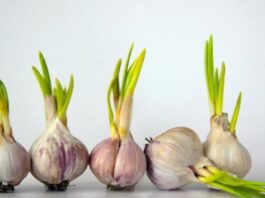 Tỏi mọc mầm có ăn được không? Tỏi nảy mầm có an toàn để ăn