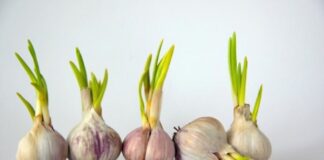 Tỏi nảy mầm có an toàn để ăn