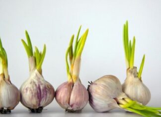 Tỏi nảy mầm có an toàn để ăn