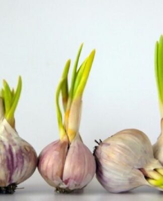 Tỏi mọc mầm có ăn được không? Tỏi nảy mầm có an toàn để ăn