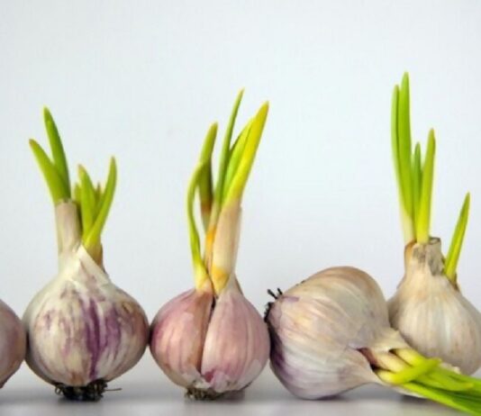 Tỏi mọc mầm có ăn được không? Tỏi nảy mầm có an toàn để ăn