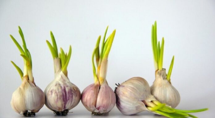 Tỏi mọc mầm có ăn được không? Tỏi nảy mầm có an toàn để ăn