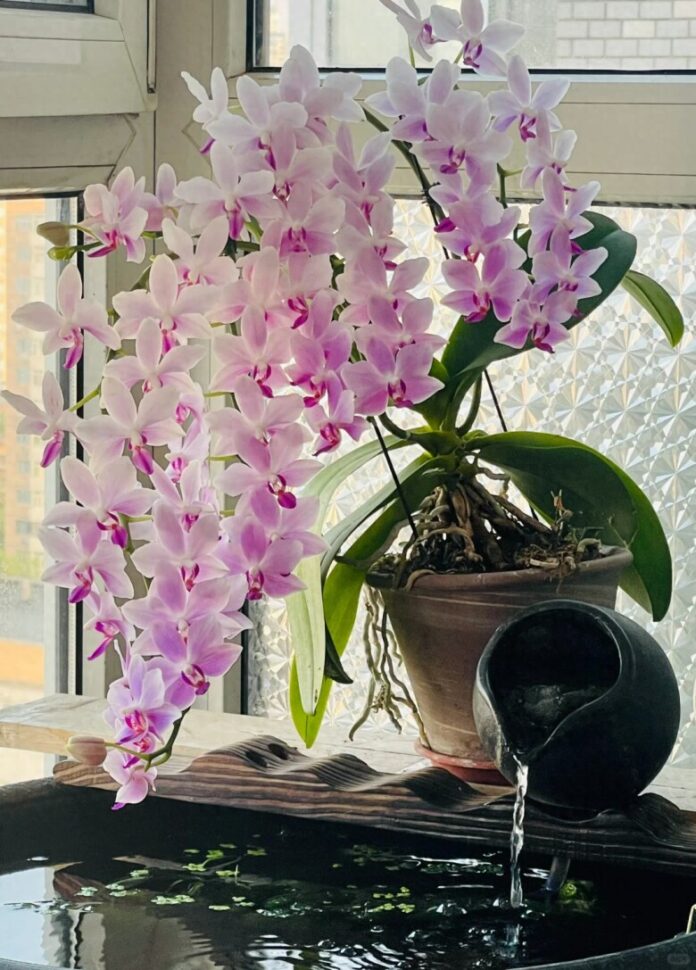 Lan phát triển tốt nhất trong môi trường ổn định, ấm áp và thông thoáng