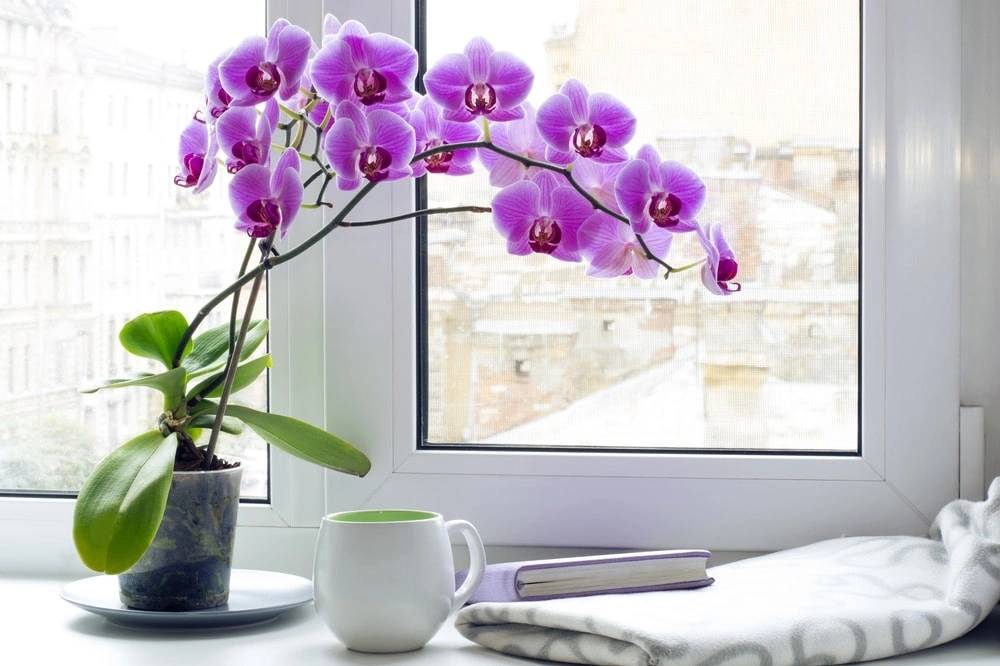 Việc cắt tỉa đúng cách sẽ giúp cây phục hồi và chuẩn bị cho lần ra hoa tiếp theo
