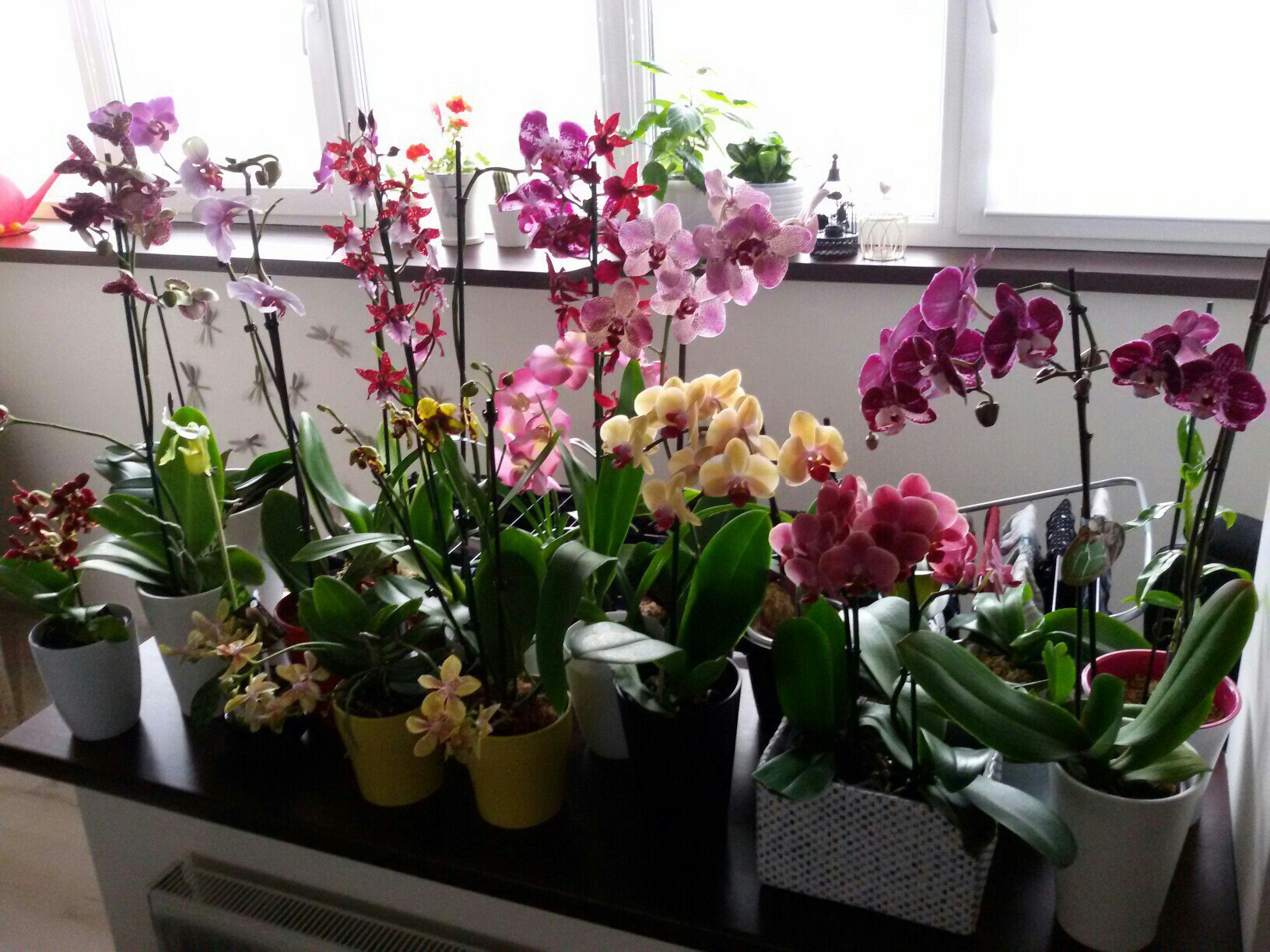 Lan không cần quá nhiều nước mà cần sự cân bằng giữa độ ẩm và không khí quanh rễ