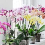 Chăm sóc lan không đòi hỏi quá nhiều kỹ thuật phức tạp, nhưng lại cần sự kiên nhẫn và đều đặn