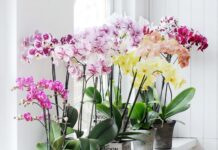 Chăm sóc lan không đòi hỏi quá nhiều kỹ thuật phức tạp, nhưng lại cần sự kiên nhẫn và đều đặn