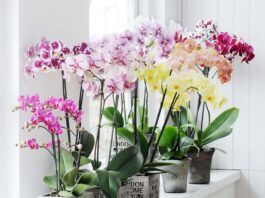 Cách chăm sóc hoa lan để luôn tươi tốt và nở đẹp suốt nhiều năm Chăm sóc lan không đòi hỏi quá nhiều kỹ thuật phức tạp, nhưng lại cần sự kiên nhẫn và đều đặn