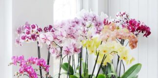Chăm sóc lan không đòi hỏi quá nhiều kỹ thuật phức tạp, nhưng lại cần sự kiên nhẫn và đều đặn