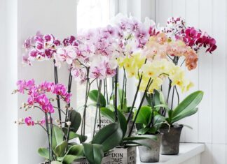 Chăm sóc lan không đòi hỏi quá nhiều kỹ thuật phức tạp, nhưng lại cần sự kiên nhẫn và đều đặn