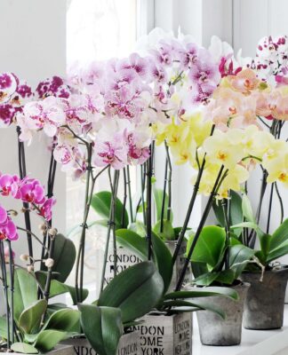 Chăm sóc lan không đòi hỏi quá nhiều kỹ thuật phức tạp, nhưng lại cần sự kiên nhẫn và đều đặn