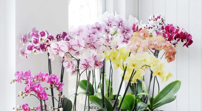 Chăm sóc lan không đòi hỏi quá nhiều kỹ thuật phức tạp, nhưng lại cần sự kiên nhẫn và đều đặn